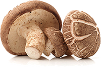 organic mushroom